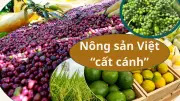 Xuất khẩu nông sản Việt Nam hướng tới mục tiêu 100 tỷ USD trong năm 2026