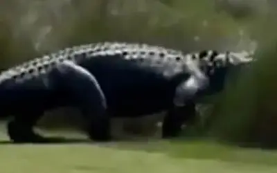 Cá sấu khổng lồ thong dong băng qua sân golf xa xỉ ở Mỹ, người chơi kinh ngạc
