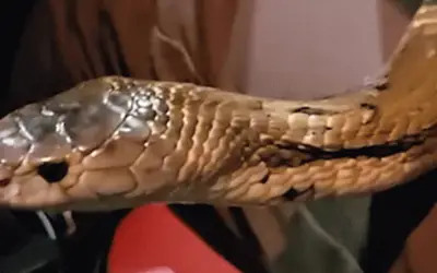 Chuyên gia bắt rắn Thái Lan thoát hiểm khi rắn hổ mang trốn khỏi bao tải trên xe