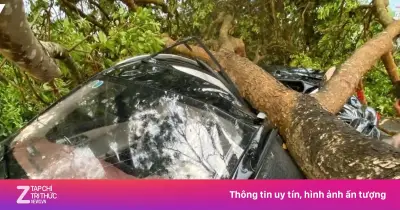 Dông Lốc Dữ Dội Tàn Phá Nghĩa Lộ, Lào Cai: Cây Đổ, Nhà Tốc Mái, Nhiều Người Bị Thương