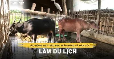 Lão nông miền Tây dạy trâu đen, trâu hồng và đàn cò trắng làm du lịch thành công