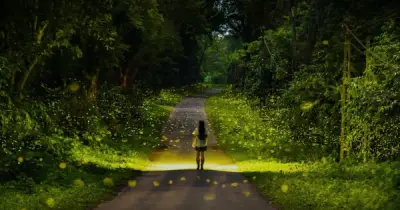 Mùa Bướm Và Đom Đóm Ở Cúc Phương Đến Sớm: Tín Hiệu Từ Rừng Già