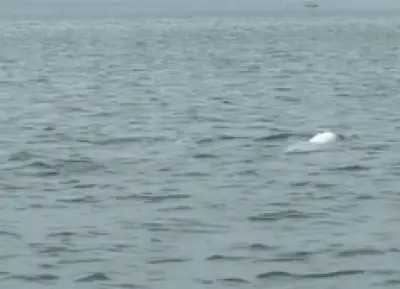 Đàn Cá Heo Trắng Hiếm Gặp Xuất Hiện Sát Đảo Cái Chiên, Quảng Ninh