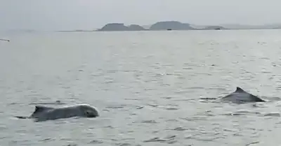 Đàn cá heo trắng xuất hiện ở đảo Cái Chiên, cảnh tượng hiếm có đẹp mắt