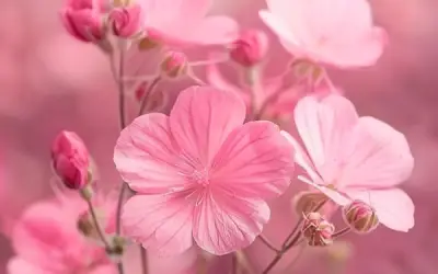 Ngày Sinh Âm Lịch Của Người Có Phúc Đức: Cuộc Đời Rực Rỡ Như Hoa Như Ngọc