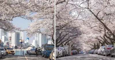 Nhật Bản tăng lệ phí visa từ tháng 4/2026, doanh nghiệp lữ hành đánh giá tác động không đáng kể