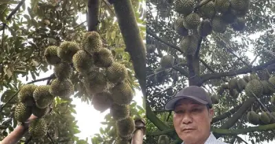 Nông dân Đắk Lắk thu 15 tỷ đồng từ sầu riêng, chia sẻ bí quyết thành công