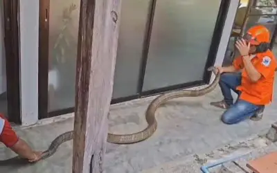 Rắn Hổ Mang Chúa Khổng Lồ 15kg Xâm Nhập Nhà Dân Tại Thái Lan