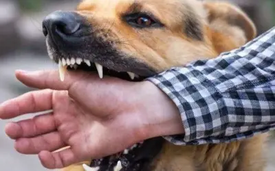 Tử vong vì bệnh dại sau khi bị chó cắn: Cảnh báo từ ca bệnh tại TP.HCM