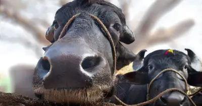 Vì sao trâu và bò không thể lai tạo dù ngoại hình giống nhau?