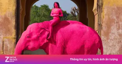 Voi 65 tuổi bị sơn hồng rực để chụp ảnh gây phẫn nộ, chủ tiết lộ đã qua đời