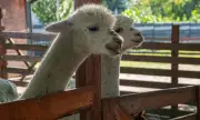 Alpaca - Thú cưng dễ thương nhưng tiềm ẩn nguy cơ lây nhiễm bệnh dại