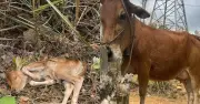 Bò mẹ kêu cứu khi bê con rơi xuống vực, người đàn ông giải cứu gây xúc động