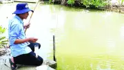 Bí quyết câu cá đối không cần lưỡi: Lợi dụng tập tính tự nhiên ở Cà Mau