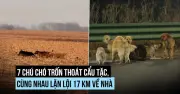Bảy chú chó trốn thoát khỏi lò mổ, cùng nhau vượt 17km để trở về nhà
