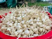 Đặc khu Lý Sơn hỗ trợ người dân tìm lối thoát khi tỏi rớt giá