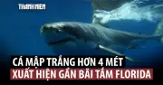 Cá mập trắng dài hơn 4m xuất hiện gần bãi biển Đông Đức ở Mỹ