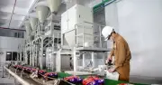 Cổ phiếu DGC bật tăng thoát sàn nhưng vẫn lao dốc, Hóa chất Đức Giang triệu tập đại hội bất thường