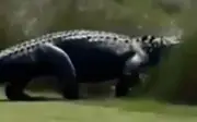 Cá sấu khổng lồ thong dong băng qua sân golf xa xỉ ở Mỹ, người chơi kinh ngạc