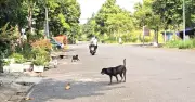 Chó thả rông ở Phú Xuân: Nỗi ám ảnh của người dân và những vụ tai nạn liên tiếp