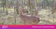 Cảnh tượng hiếm gặp: Hai con hươu nai đực đánh nhau tại Vườn Quốc gia Cúc Phương