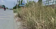 Cây cỏ mọc trùm vỉa hè, điểm dừng xe buýt gây nguy hiểm giao thông tại TP.HCM