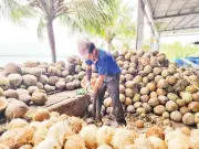 Cây Dừa Việt Nam: 'Kho Báu Xanh' Đa Giá Trị Từ Đồng Bằng Sông Cửu Long