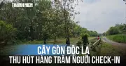 Cây gòn độc lạ nằm ngang dòng kênh ở TP.HCM thu hút hàng trăm người check-in
