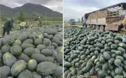 Dưa hấu Gia Lai giá chỉ 8.500 đồng/kg giữa lúc xăng dầu tăng cao
