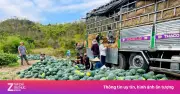 Dưa Hấu Gia Lai Rớt Giá Thê Thảm, Nông Dân Cắt Lỗ 1.000 Đồng/kg