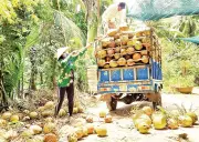 Giá Dừa Lao Dốc, Nông Dân Vĩnh Long Đối Mặt Thách Thức Tái Cơ Cấu Ngành