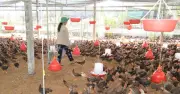 Giá gà thịt Đồng Tháp lao dốc, người nuôi thua lỗ nặng sau Tết Nguyên đán 2026
