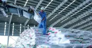 Giá phân bón tăng cao, nhập khẩu giảm mạnh trong 2 tháng đầu năm