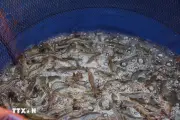 Giá Thủy Sản Tăng Mạnh, Nông Dân An Giang Thu Lợi Nhuận Hàng Trăm Triệu Đồng