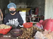 Gia Lai: Giá điều tăng cao nhưng sản lượng sụt giảm mạnh, nông dân lo lắng