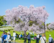 Hoa anh đào bắt đầu nở rộ tại thủ đô Tokyo, Nhật Bản