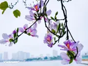 Hoa Ban Bung Nở Rực Rỡ Ven Hồ Tây, Tô Điểm Khung Cảnh Lãng Mạn