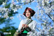 Hoa Ban Nở Trắng Núi Rừng, Níu Chân Du Khách Đến Sơn La