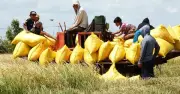 Lúa ĐBSCL vào vụ, giá giảm sâu dù xuất khẩu tăng lượng
