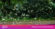 Mùa bướm đến sớm tại Vườn quốc gia Cúc Phương, thu hút hàng nghìn du khách