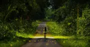 Mùa Bướm Và Đom Đóm Ở Cúc Phương Đến Sớm: Tín Hiệu Từ Rừng Già