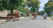 Đàn Bò Thả Rông Gây Nguy Hiểm và Mất Vệ Sinh Trên Đường Phố