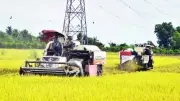 Đồng Tháp: Nông dân lo lắng khi chi phí tăng, giá lúa thấp trong vụ hè thu 2026