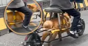 Người đàn ông Trung Quốc dùng chó làm động cơ xe đạp điện, dư luận phẫn nộ