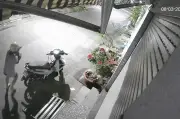 Người Phụ Nữ Bị Bắt Quả Tang Trộm Mèo Trước Cửa Nhà Ở Đồng Nai Gây Phẫn Nộ