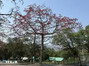 Ngắm hoa gạo bừng nở trong tiết xuân tại Hong Kong