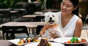 Nhà Hàng Đập Bỏ 600 Bộ Bát Đĩa Vì Khách Mang Chó Lên Bàn Ăn: Quyết Định Gây Tranh Cãi