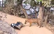 Nhân viên kiểm lâm Ranthambore thoát chết khi chạm trán hổ dữ trên xe máy