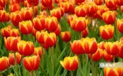 Núi Bà Đen Rực Rỡ Với Hàng Nghìn Bông Tulip Khoe Sắc Giữa Mây Trời