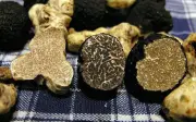 Nấm Truffle Trắng: Loại Nấm Đắt Nhất Thế Giới Với Giá Trị Cao Hơn Cả Vàng